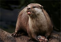 190 - OTTER EATING - LARRY JOHN - united kingdom